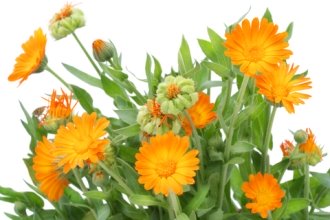 Calendula